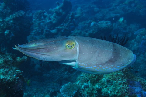 Snake Pit Dive Site - Find Attractions 1