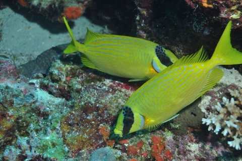 Snake Pit Dive Site - Find Attractions 2