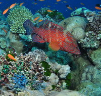 Steve's Bommie Dive Site - Find Attractions