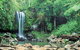 Tamborine National Park - thumb 0