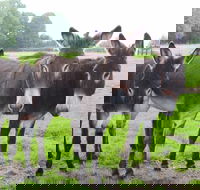 The Good Samaritan Donkey Sanctuary - Find Attractions