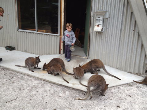 The Patriarch Wildlife Sanctuary - Find Attractions 0