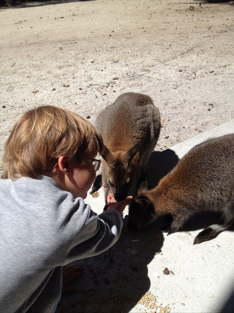 The Patriarch Wildlife Sanctuary - Find Attractions 1