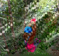 TreeTop Challenge - Sunshine Coast - Find Attractions