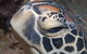 Turtle Bommie - thumb 0