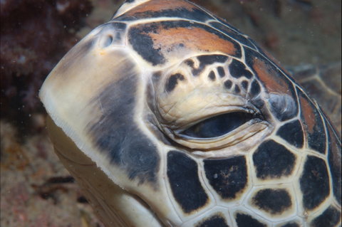 Turtle Bommie - Find Attractions 0