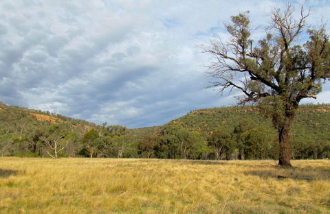 Weddin Mountains National Park - Find Attractions 0
