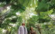 Wet Tropics Rainforest - thumb 0