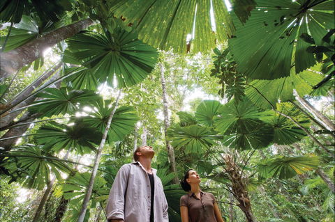 Wet Tropics Rainforest - Find Attractions 0
