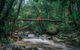 Wet Tropics Rainforest - thumb 1
