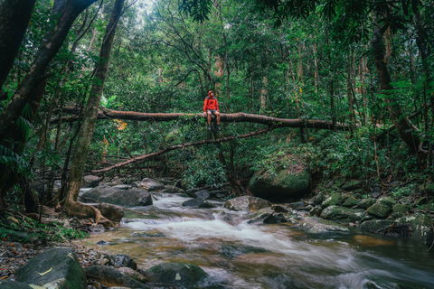 Wet Tropics Rainforest - Find Attractions 1