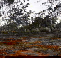 Woylie Walk Dryandra Woodland - Find Attractions