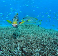 Wreck Bay Dive Site - Find Attractions