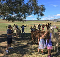Alpaca Magic Stud - Find Attractions