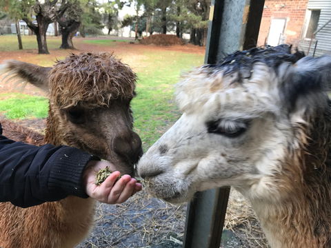 Alpaca Farm Experience At Crookwell - Find Attractions 0