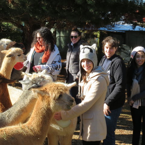 Alpaca Farm Experience At Crookwell - Find Attractions 2