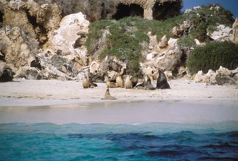 Australian Sea Lions - Find Attractions 0