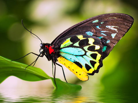 Australian Butterfly Sanctuary - Find Attractions 1