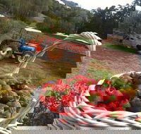 Blue Hills Berries and Cherries - Find Attractions