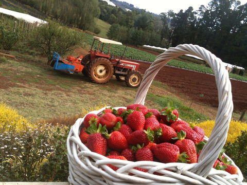 Blue Hills Berries And Cherries - Find Attractions 0