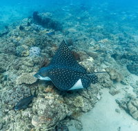 Child Island Dive Site - Find Attractions