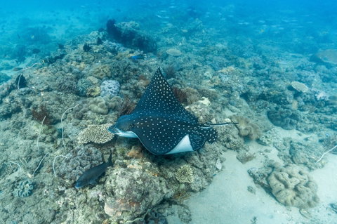 Child Island Dive Site - Find Attractions 0