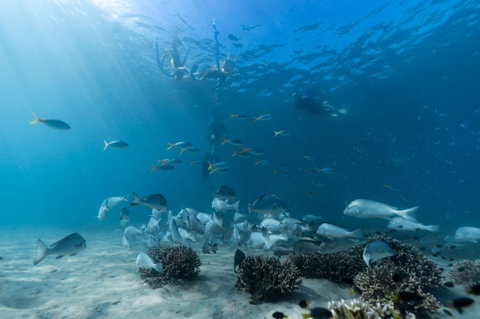 Child Island Dive Site - Find Attractions 1