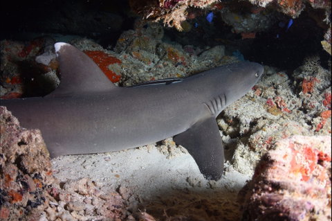 Coral Gardens - Find Attractions 0