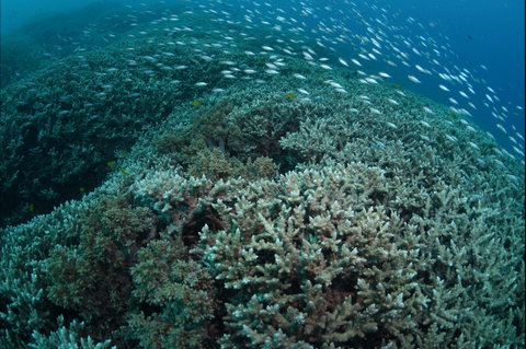 Coral Gardens - Find Attractions 1