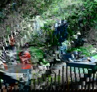 Curtis Falls track Tamborine National Park - Find Attractions