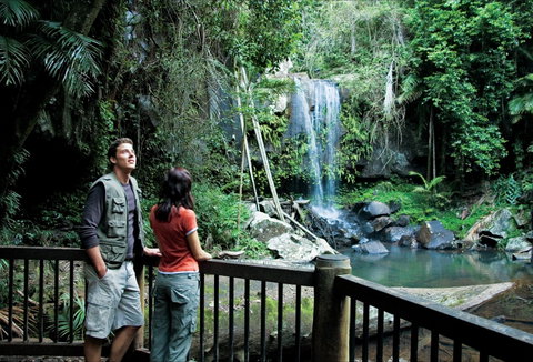 Curtis Falls Track, Tamborine National Park - Find Attractions 0