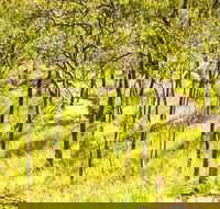 Davies Creek Mountain Bike Park - Find Attractions