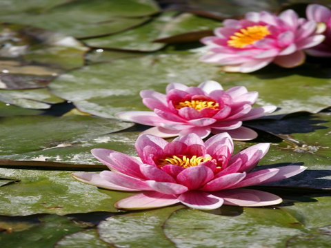 Dubbo Regional Botanic Garden - Closed Until Further Notice - Find Attractions 2
