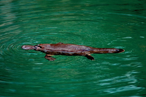 Explore The Mackay Region In One Day - Find Attractions 1