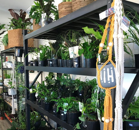 Fancy Plants - Find Attractions 0