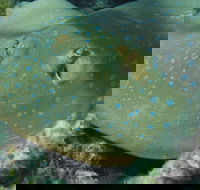 Fitzroy Island Dive Site - Find Attractions