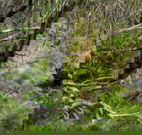 Hopetoun Falls Walking Track - Find Attractions