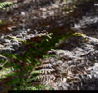 Langwarrin Flora and Fauna Reserve Walking Trails - Find Attractions