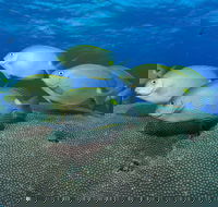 Lodestone Reef - Find Attractions