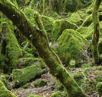 Lyrebird Walking Track - Find Attractions