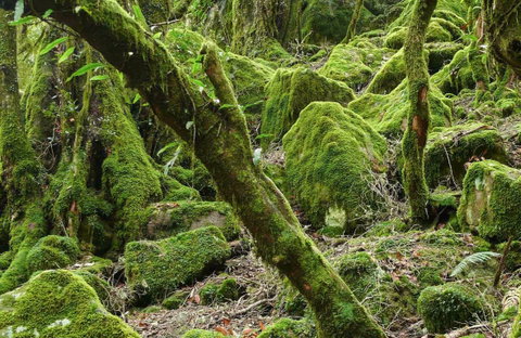 Lyrebird Walking Track - Find Attractions 0