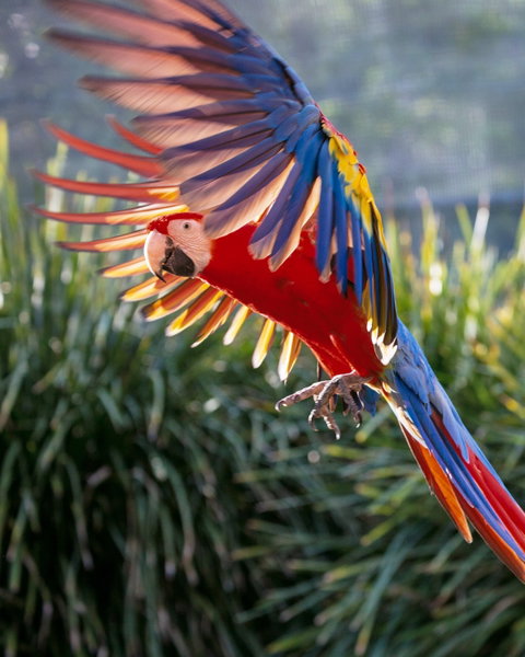 Maleny Botanic Gardens And Bird World - Find Attractions 1