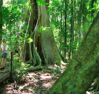 Mary Cairncross Scenic Reserve - Find Attractions