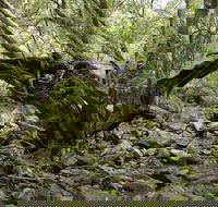 Mitchell River Walking Track - Find Attractions