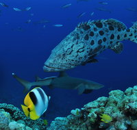 Osprey Reef - Find Attractions