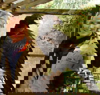 Raptor Domain - Find Attractions