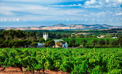 Seppeltsfield Road Barossa Valley - Find Attractions 1