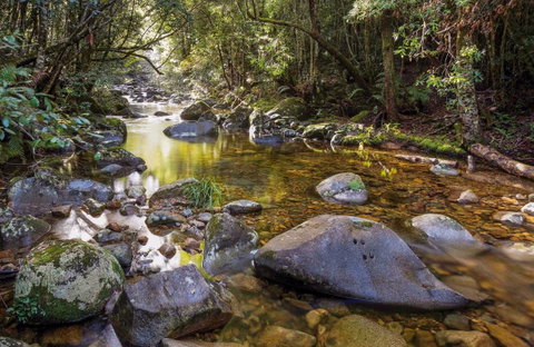 Washpool Walking Track - Find Attractions 0