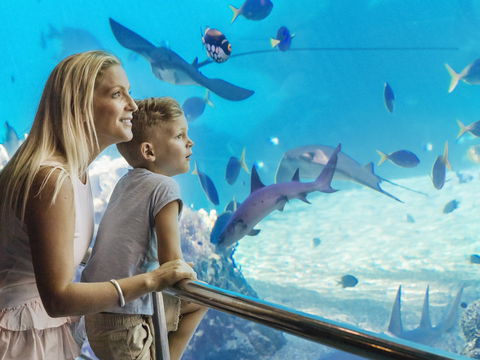 Australia's Sea World - Find Attractions 2