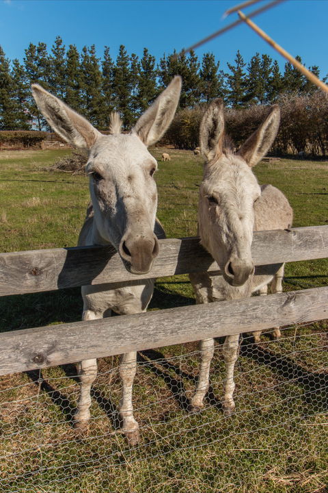 Brickendon Historic Farm And Convict Village - Find Attractions 2